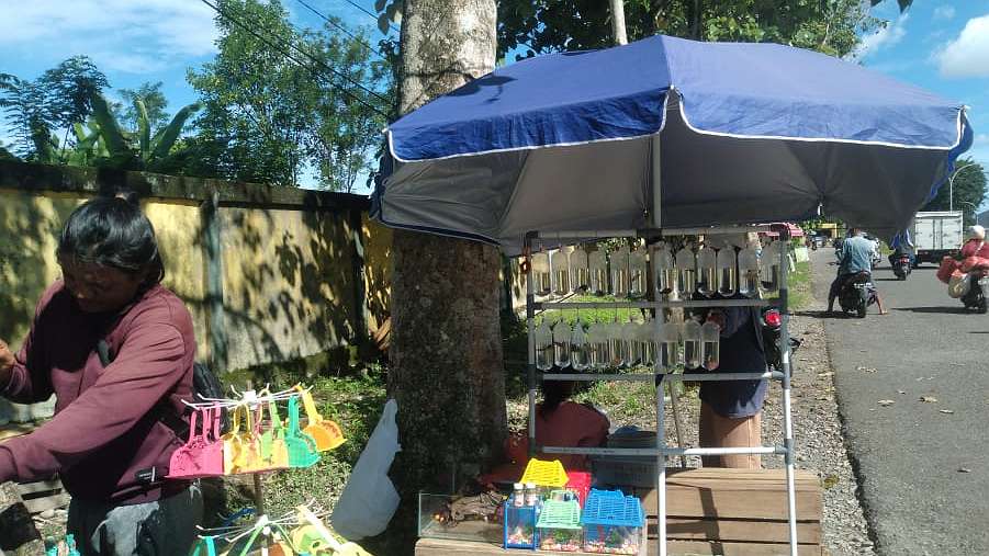 menakar-cuan-bisnis-ikan-hias-di-timika