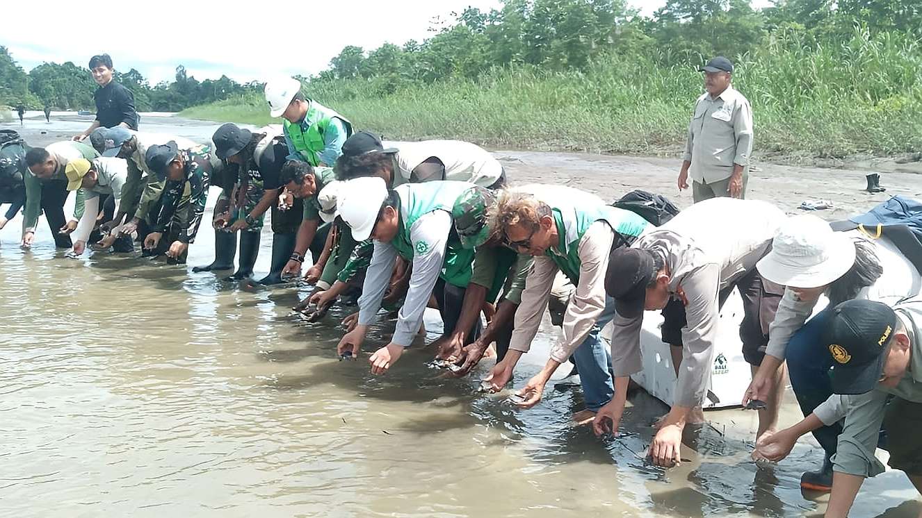BKSDA Papua bersama PT Freeport Indonesia melepasliarkan 1900 ekor kura-kura moncong babi lke habitatnya di hutan adat kampung Nayaro, Kabupaten Mimika, Selasa (7/5/2024). Foto: Martha/Papua60detik