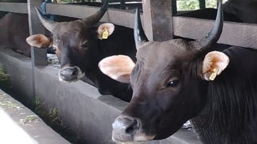 tanpa-pasokan-dari-luar-ketersediaan-sapi-kurban-andalkan-peternak-lokal