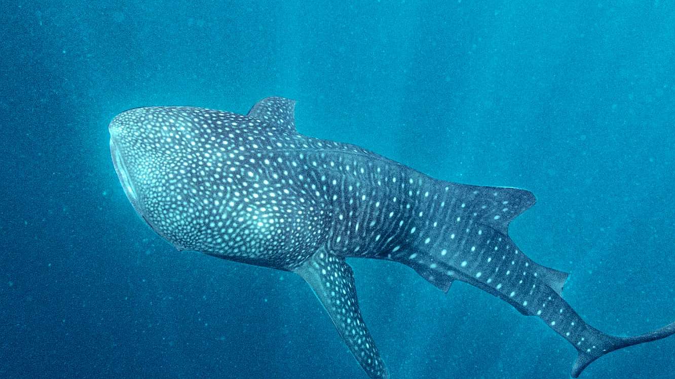 Hiu Paus di Teluk Cenderawasih. Foto: Pertamina